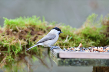 Portrait of marsh tit sitting on a branch with a green moss