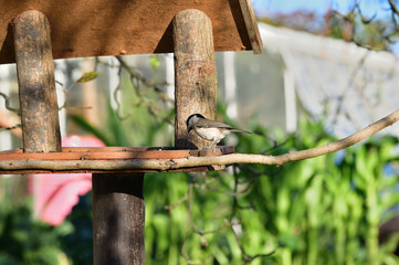 Marsh tit sitting on a feeder rack with sunflower seeds for feeding in autumn