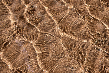 Shoal on the sandy bottom of the Red Sea.