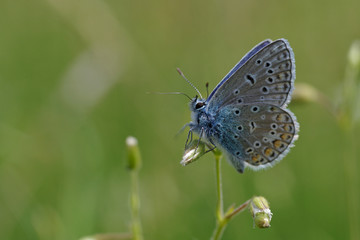 nahaufnahme von einem kleinen bläuling