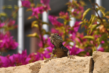 Large lizard close-up. Animals, reptiles, species, group