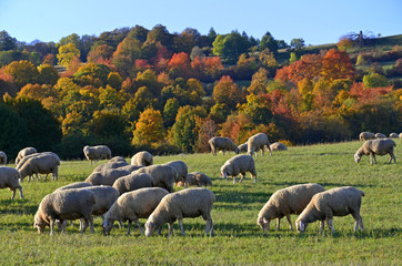 Schafherde auf einer herbstlichen Weide