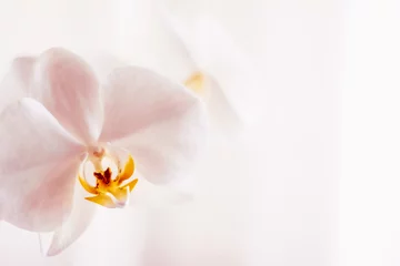 Fototapeten Rosa Orchideenblüte in voller Blüte, abstrakter Blumenblüten-Kunsthintergrund und Blumen in der Natur für Hochzeitseinladung und Luxus-Beauty-Marken-Urlaubsdesign © Anneleven