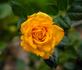 beautiful Yellow rose blooming in summer garden