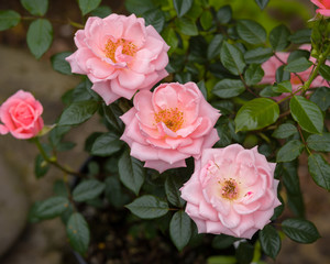 climbing star perfomer pink rose in summer garden