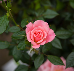 climbing star perfomer pink rose in summer garden