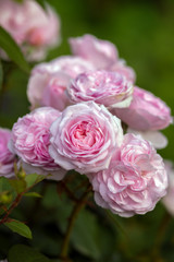 english shrub pink Olivia rose Austin in summer garden