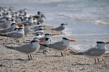 Seagulls, Beach