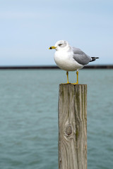 Seagull perched on a wood post at Lake Erie. Bird, water, sea life.