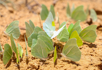 butterflies in the ground