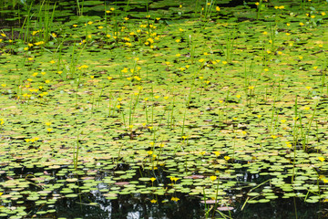 Many Flowers on Pond