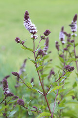 Blühende Minze Pflanze im Garten