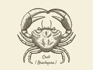 Crab, hand-drawn vector illustration. Retro ink drawing. Latin inscription (Crab)