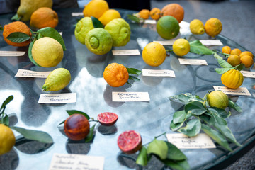 set of citrus fruits of different species.
