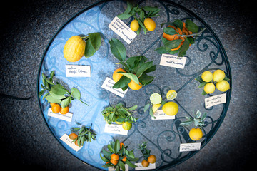 set of citrus fruits of different species.