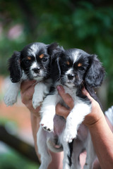 Two puppy cavalier king charles spaniel in the hands of a man