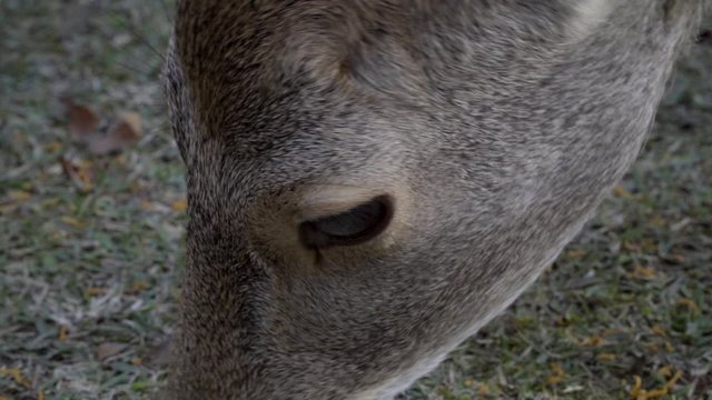 Male Japanese Sika deer or buck grazing in Nara park, medium shot