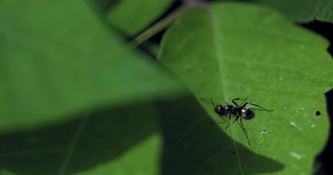 Black Ant crosses the surface of a verdant green leaf. Looking for food it crawls around in the sun.