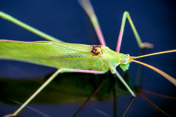 green grashopper, parga, greece