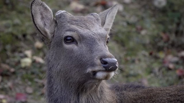 Head of male Japanese Sika deer or buck in Nara park, close up