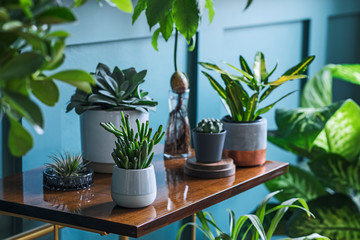 Stylish living room interior filled a lot of beautiful plants in different design pots on the brown...