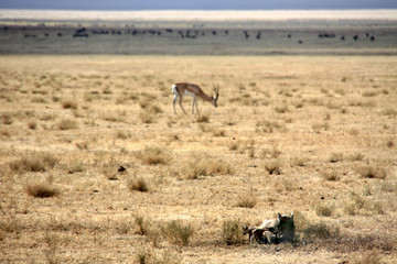 Fototapeta na wymiar Ngorongoro Krater Springbock grasend Gnus in Migration