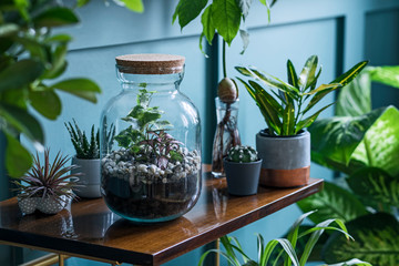 Stylish living room interior filled a lot of beautiful plants in different design pots on the brown...