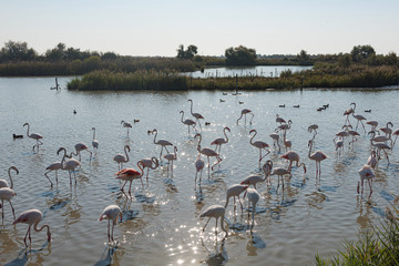 Landscape at at the Ornithological Park of Pont de Gau, Camargue, France