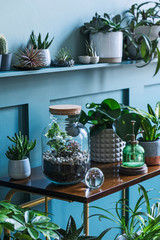 Stylish living room interior filled a lot of beautiful plants in different design pots on the brown retro shelf. Composition of home garden jungle. Modern home decor. Floral concept. Template. 