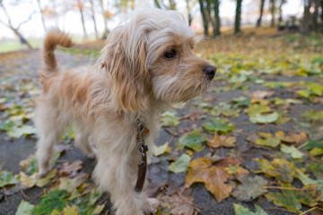 Cockerpoodle beim Gassi im Herbstlaub