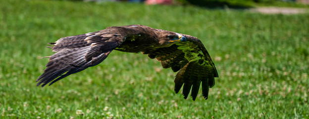 Harris's hawk, Parabuteo unicinctus, bay-winged hawk or dusky hawk