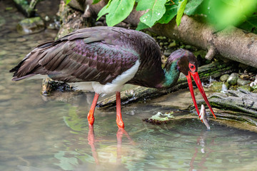 Black stork, Ciconia nigra in a german nature park