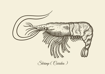 Srimp, hand-drawn vector illustration. Retro ink drawing. Latin inscription (Srimp)