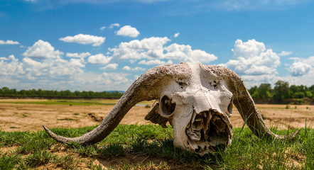 buffalo skull on african field