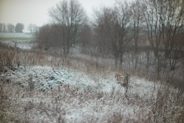 snow on the grass