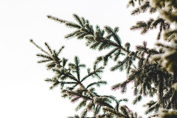 Fir branches in the snow on a frosty morning.