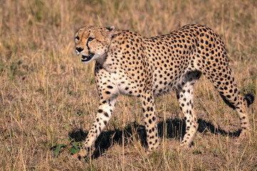 Close up of a young cheetah hunting in the tall grass.  Image taken in the Maasai Mara, Kenya.	