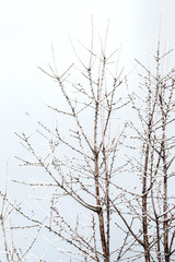 Trees in the snow in the morning.