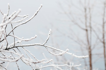 Trees in the snow in the morning.