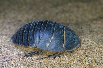 Sand cockroach (Polyphaga pellucida (Redtenbacher, 1899)) female at night in the Kyzylkum Desert, southern Kazakhstan