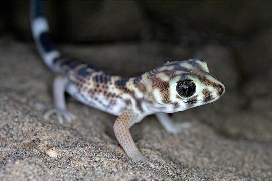 Common wonder gecko (Teratoscincus scincus (Schlegel, 1858)) at night in the Kyzylkum Desert, southern Kazakhstan