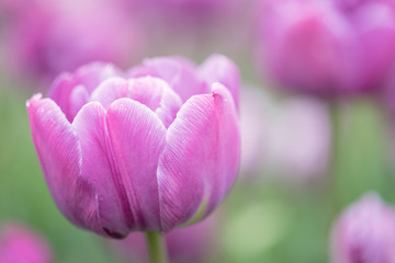 Obraz na płótnie Canvas Pink and White Tulips in a Garden 