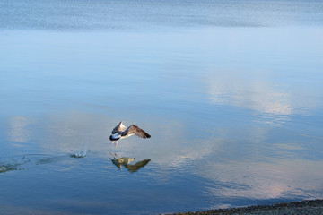 A seagull flying over the sea and is reflected in the water.  Clouds also reflected in the sea.