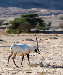 Antelope Arabian white oryx (Oryx dammah) inhabits native environments of Sahara desert, recently introduced into nature reserves of the Middle East