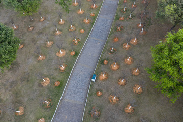 Obraz premium Aerial photography of many cherry trees on the lawn of subtropical park