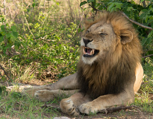 African Lion in Nature