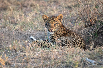 Close up of a  leopard cub (approximately 6 months old), laying in a clearing.  Image taken in the Masai Mara, Kenya.