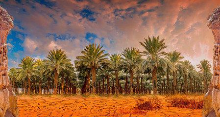 Industrial plantation of date palms. Image depicts desert agriculture industry and consequences of...