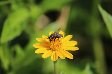 fly on a yellow flower