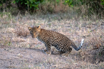 A leopard cub (approximately six months old) walking through a clearing. Image taken in the Masai Mara, Kenya.	